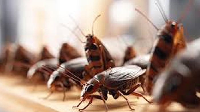 How to Get Rid of Cockroaches