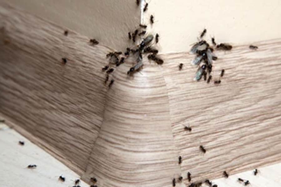How to prevent ants from kitchen naturally