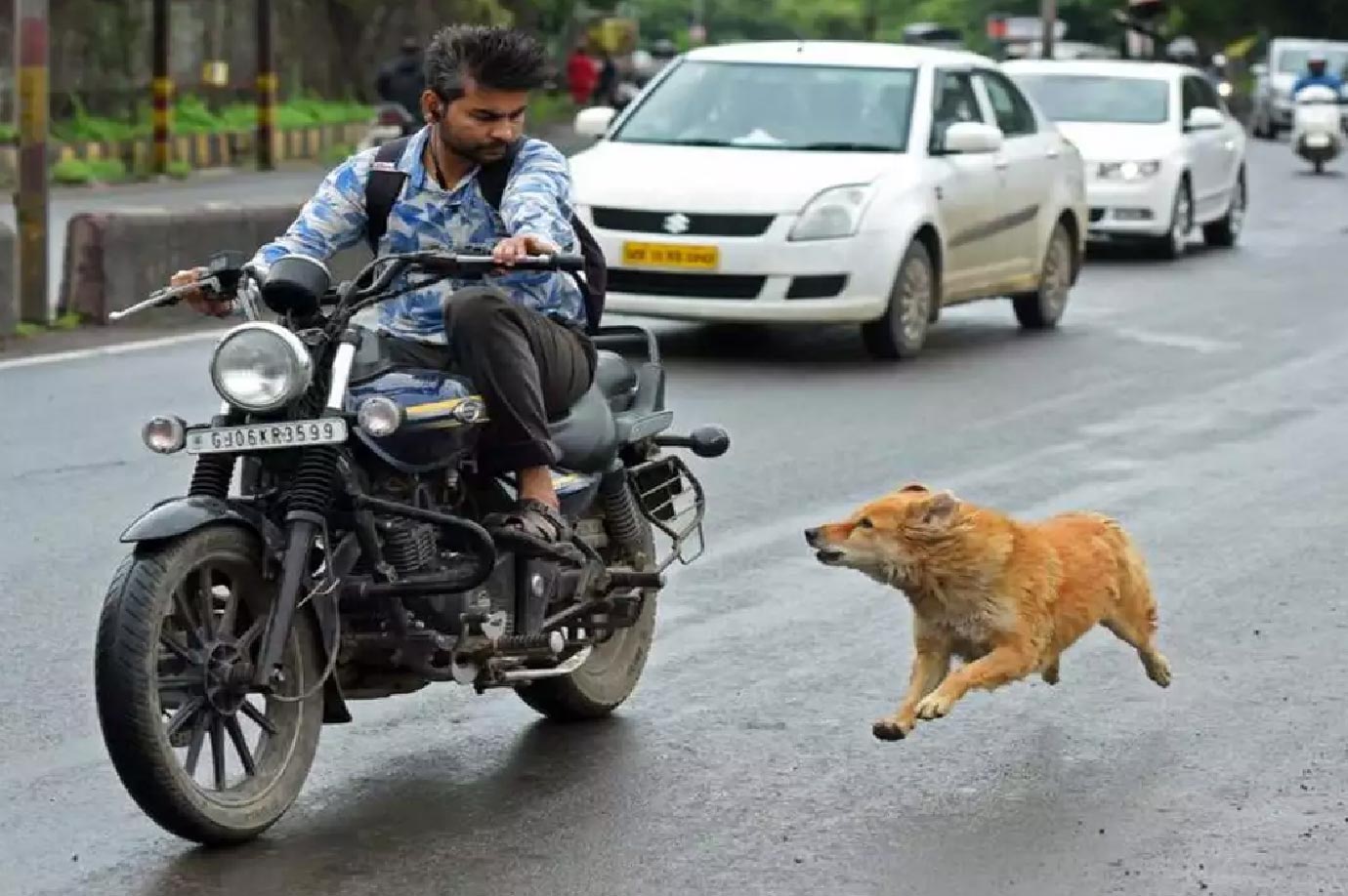 Interesting Fact About Dog Chasing Bike And Cars