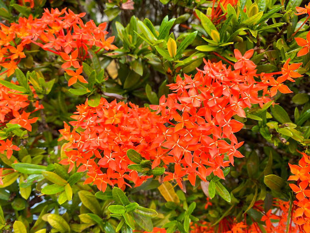 Ixora