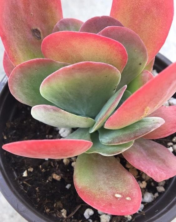 Kalanchoe Flapjack