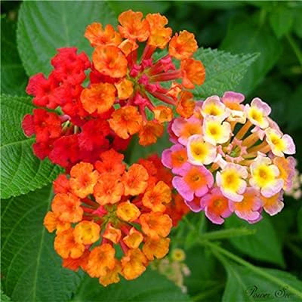 Lantana Perennials Flowers