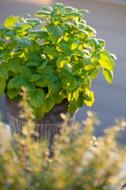 Lemon Balm