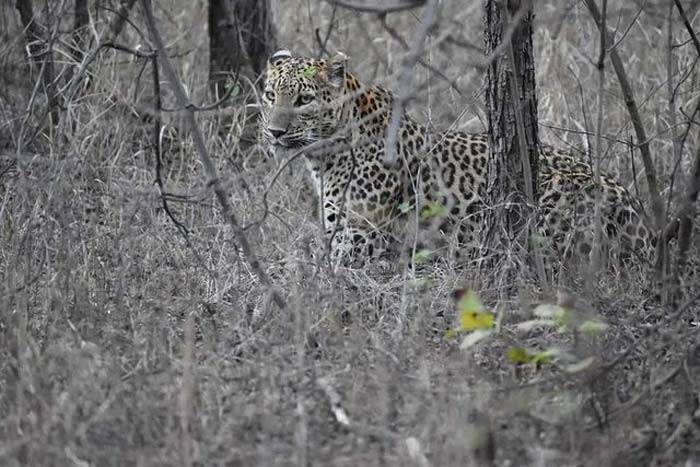 Madhav National Park