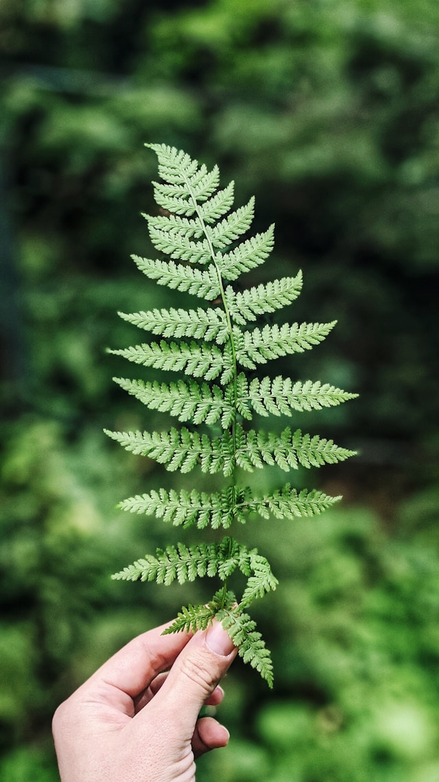 Maidenhair Fern
