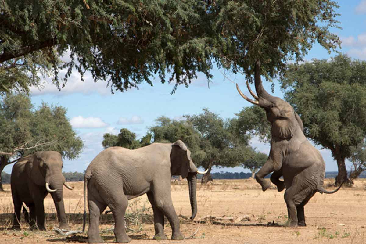 Manas Wildlife Sanctuary