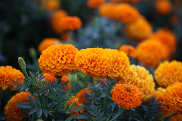 Marigold plant