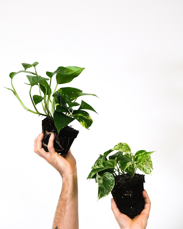 Money Plant for pet