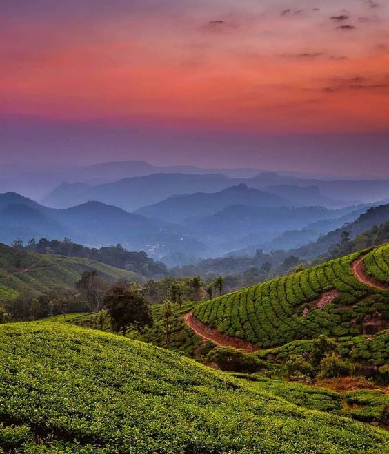 Munnar, Kerala spring destination
