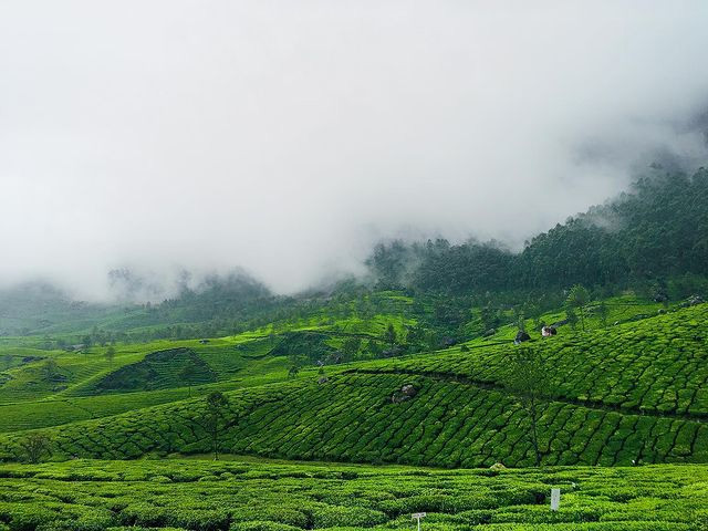 Spring Session Travel   Munnar Tourist Places 