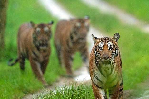 Periyar National Park