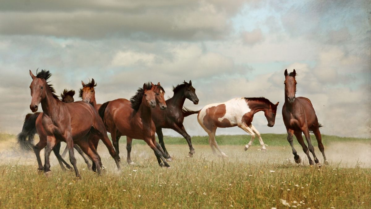 Vastu Tips For Painting Of 7 Running Horses: Hang It In This Direction ...