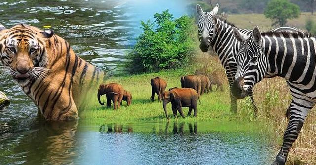 Silent Valley National Park