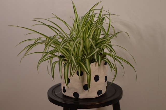 Spider Plant leaves