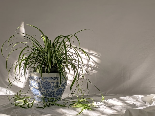 Spider Plant living
