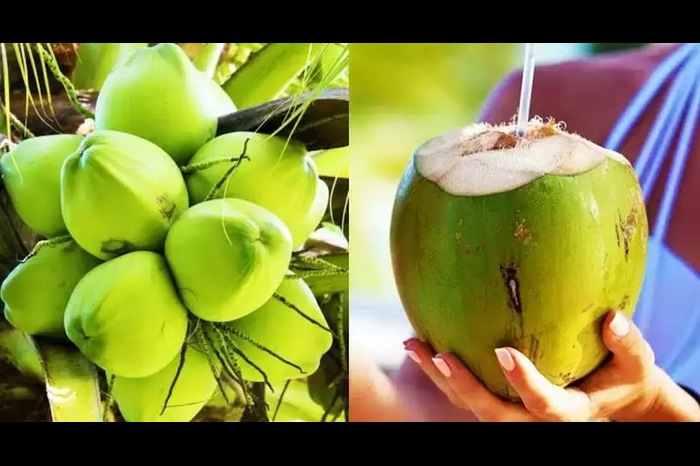 Summer health benefits of young coconut water 