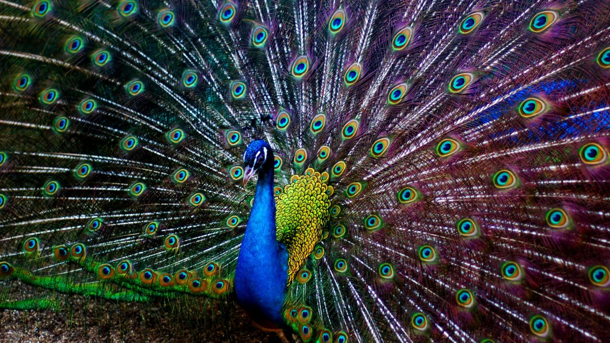 What Does It Mean If You See A Peacock Walking Around In Your Dream