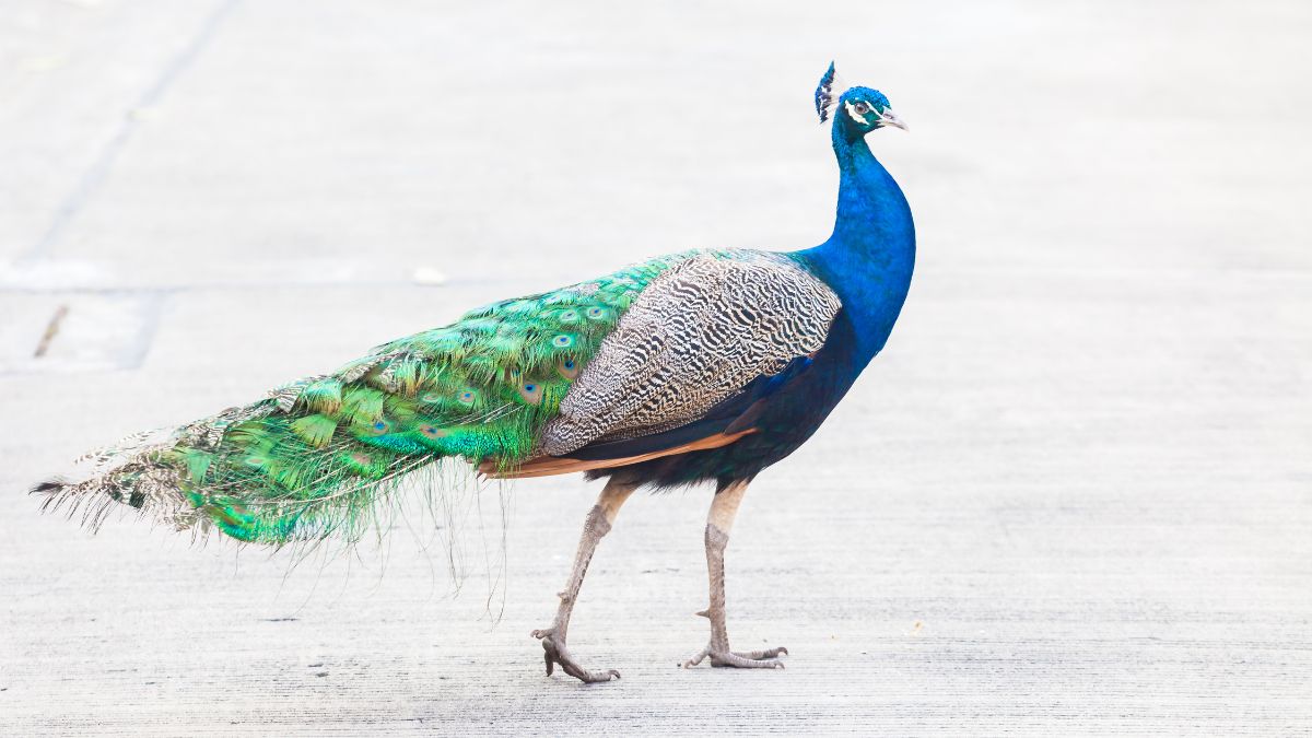 What Does It Mean If You See a Peacock In Your Dream