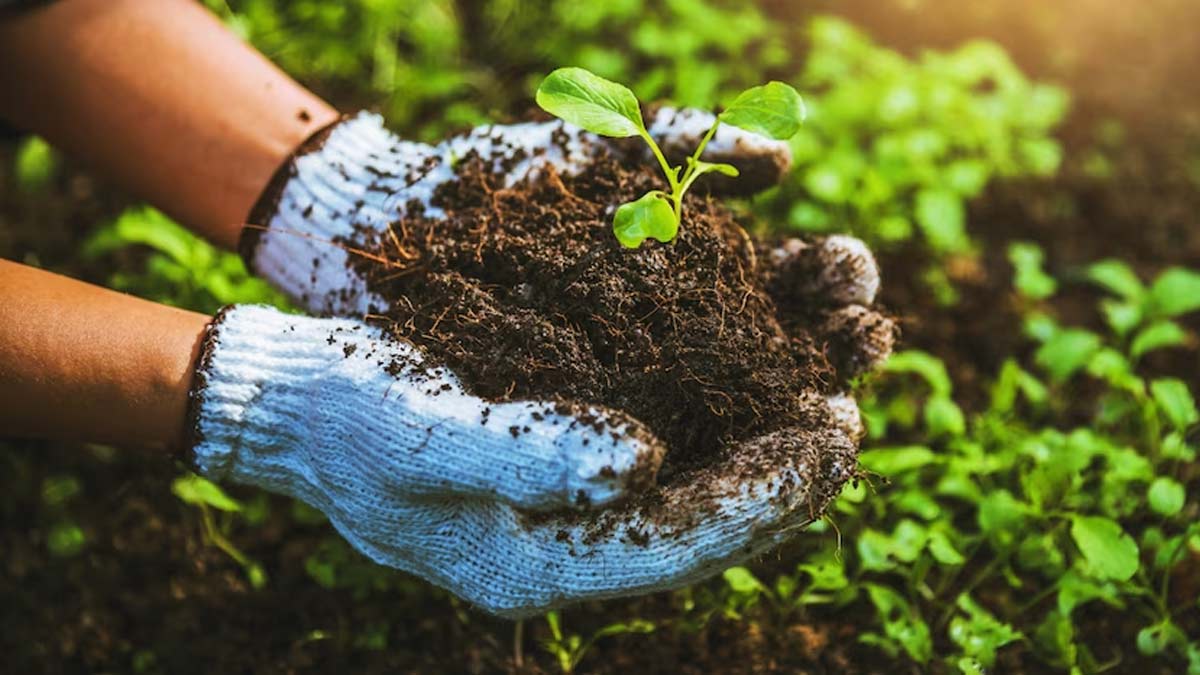 Which direction is best for balcony garden
