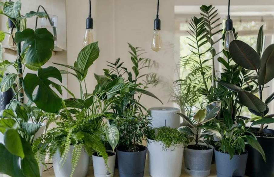 air purifying plants