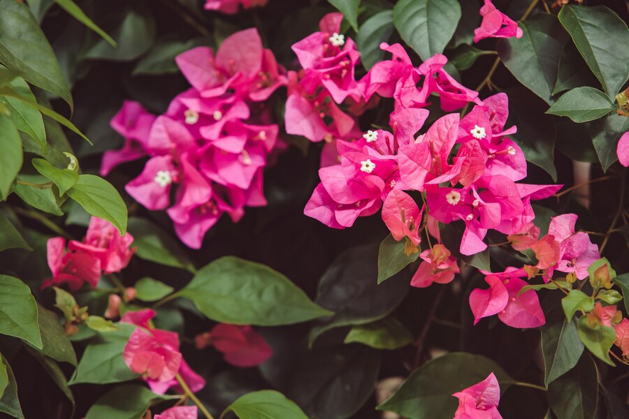 balcony plant Bougainvillaea