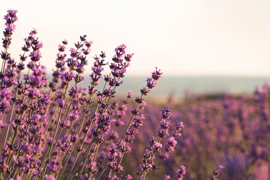 5 Flowering Plants To Spruce Up Your Balcony This Spring | HerZindagi