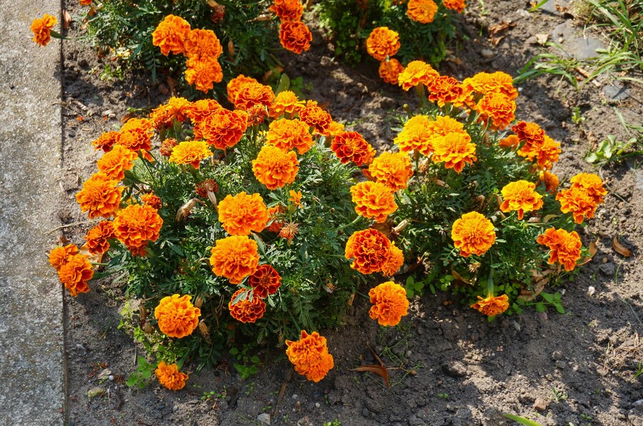 balcony plant Marigold