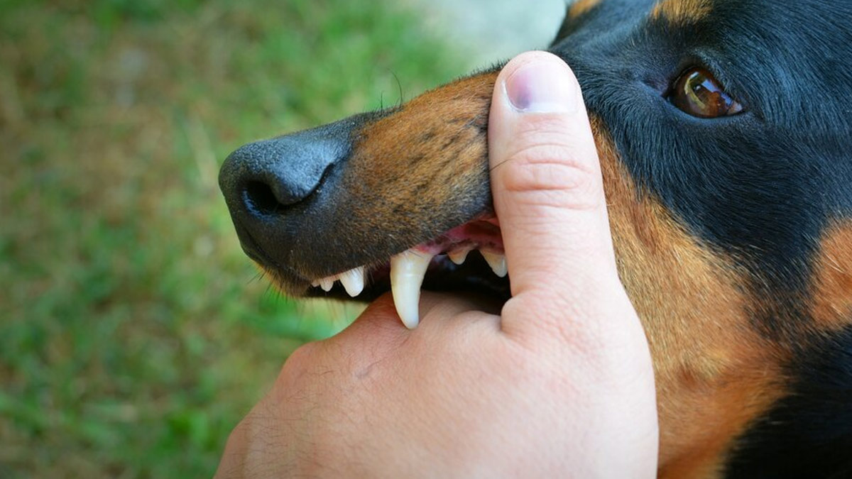 black dog biting in astrology