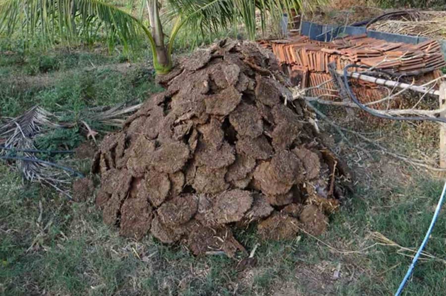 cow dug cake benefits