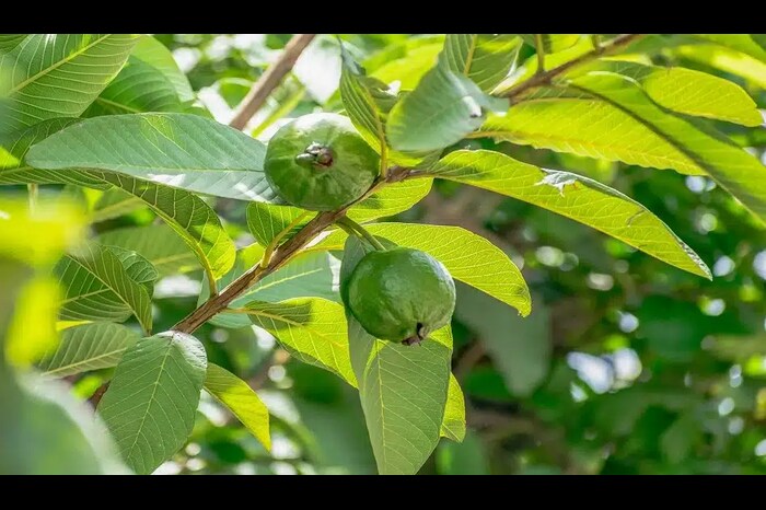 drinking guava leaf tea can help manage blood sugar levels 