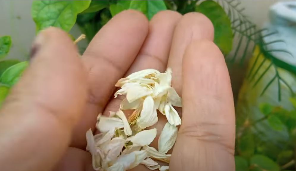 easy tips to care jasmine plant leaves