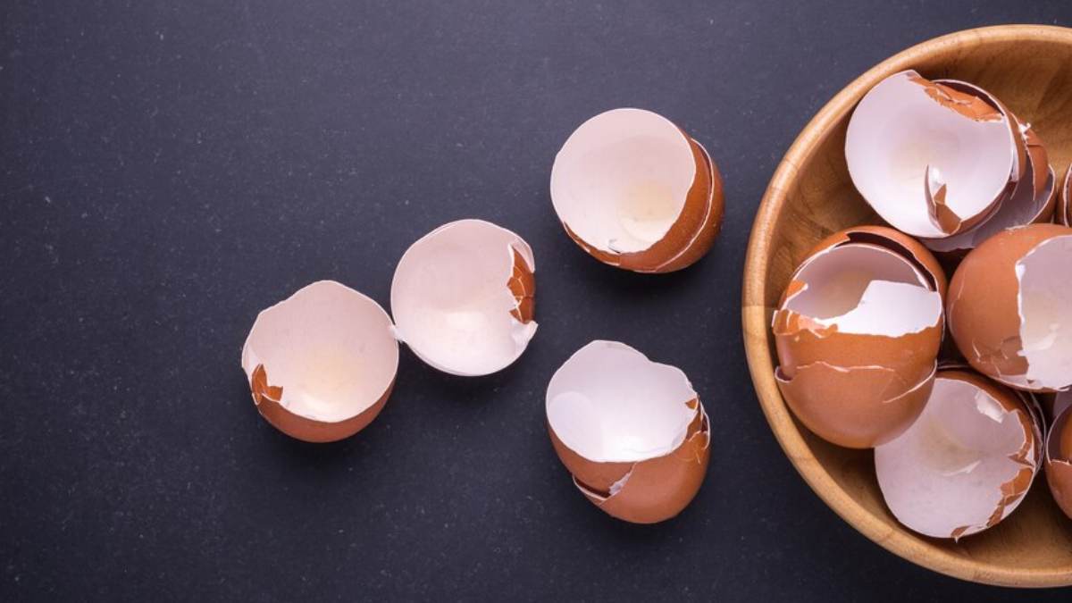 Egg Shells Benefits   Egg Fertilizer 