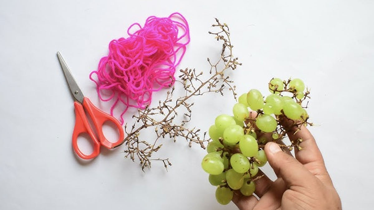 अंगूर की डंठल को फेंकने के बजाय, घर की सजावट में ऐसे करें इस्तेमाल