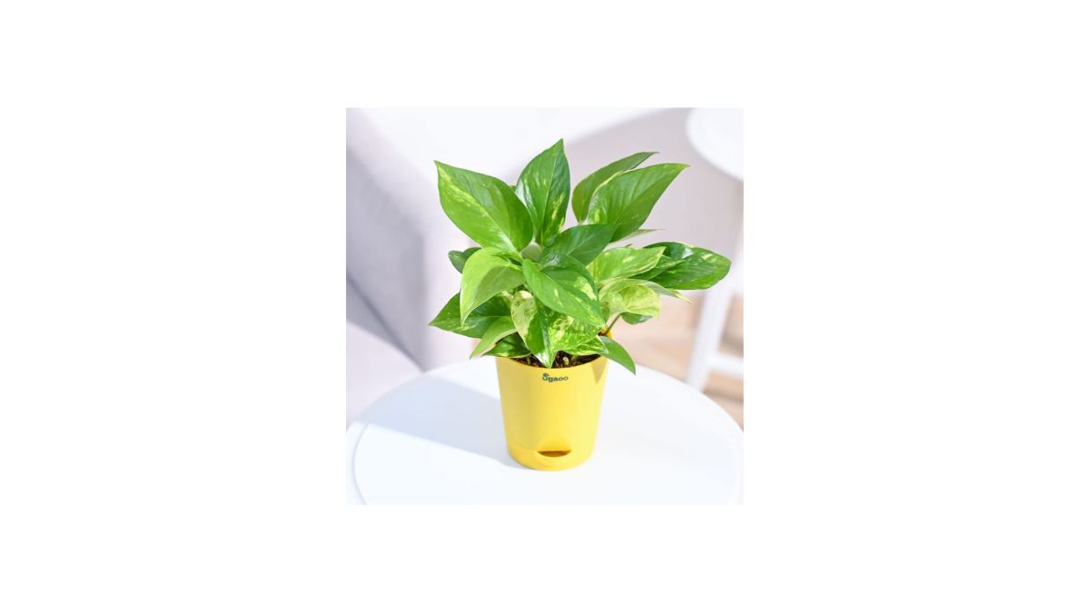 The perfect houseplant for your home