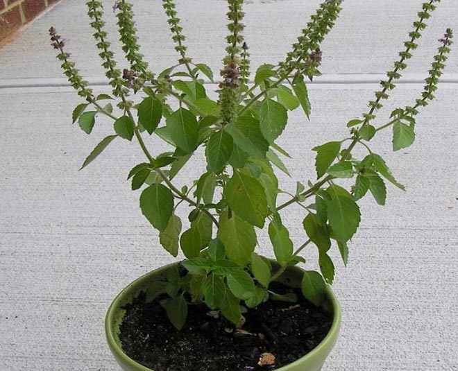 home remedy for tulsi plant growth