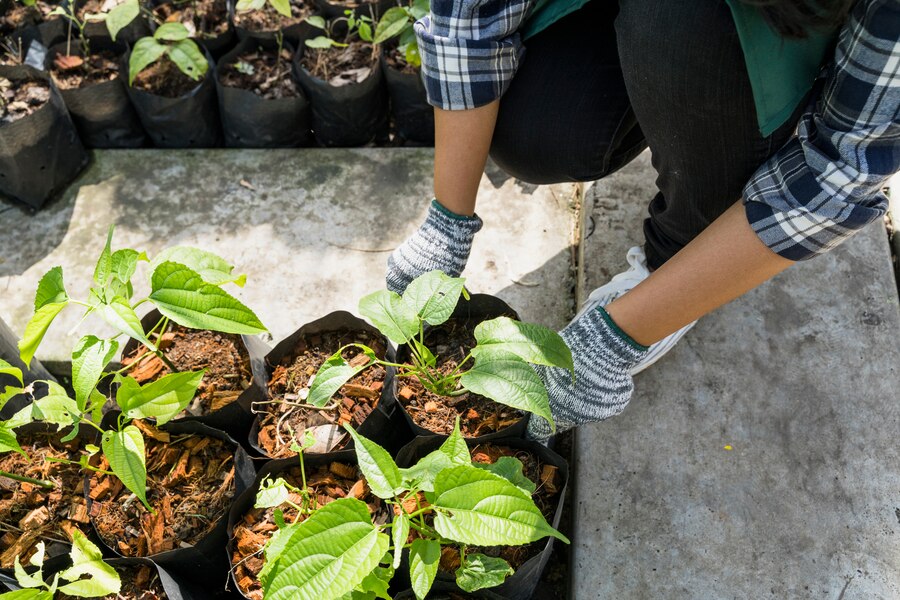 how to grow vegetable and fruits in small spaces