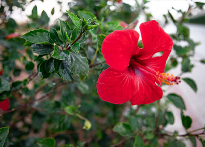 how to make herbal colour with hibisicus flower