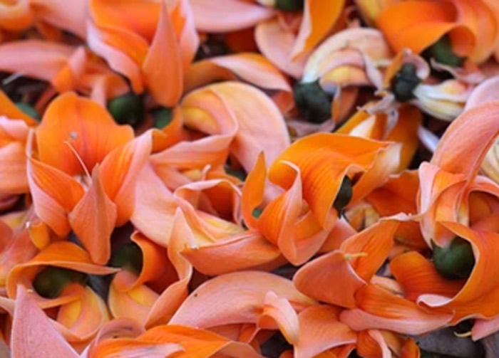 how to make herbal colour with tesu flower