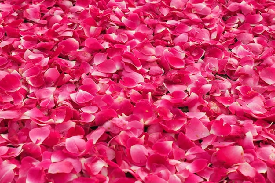 how to make natural colour with rose petals