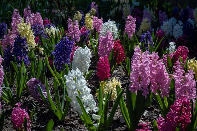 hyacinths