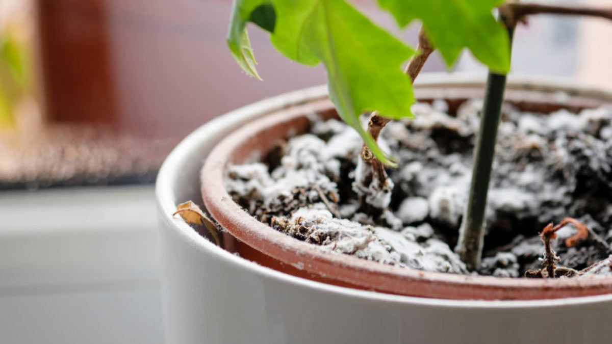 mix with water to spray on plants