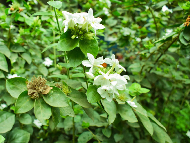 mogra plant homemade fertiliser