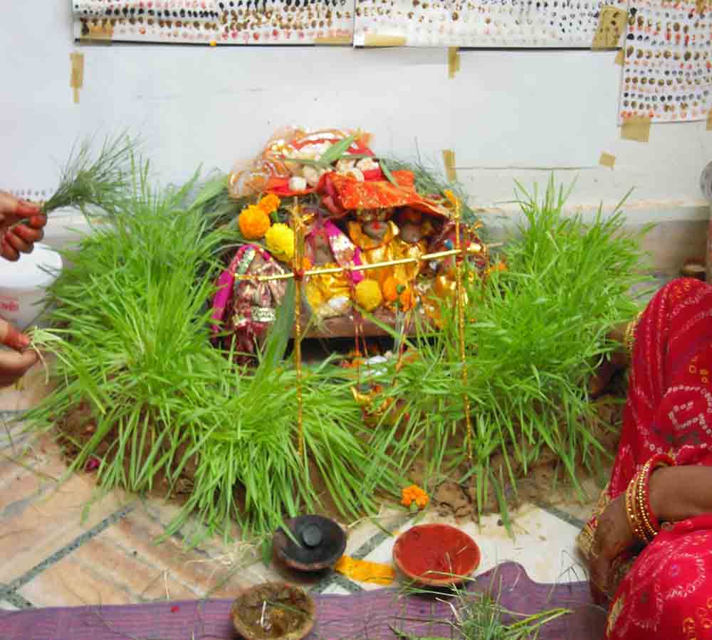 navratri ke baad jau ka kya kare