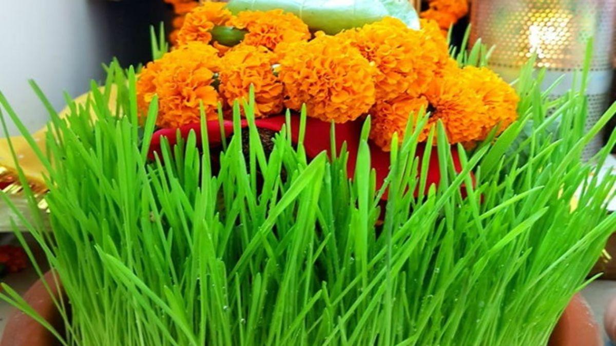 navratri ke baad jau ka kya karna chahiye