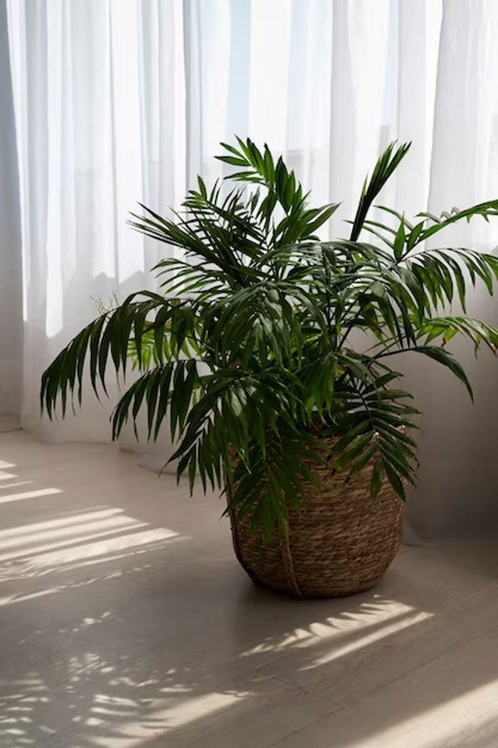 parlor palm at home