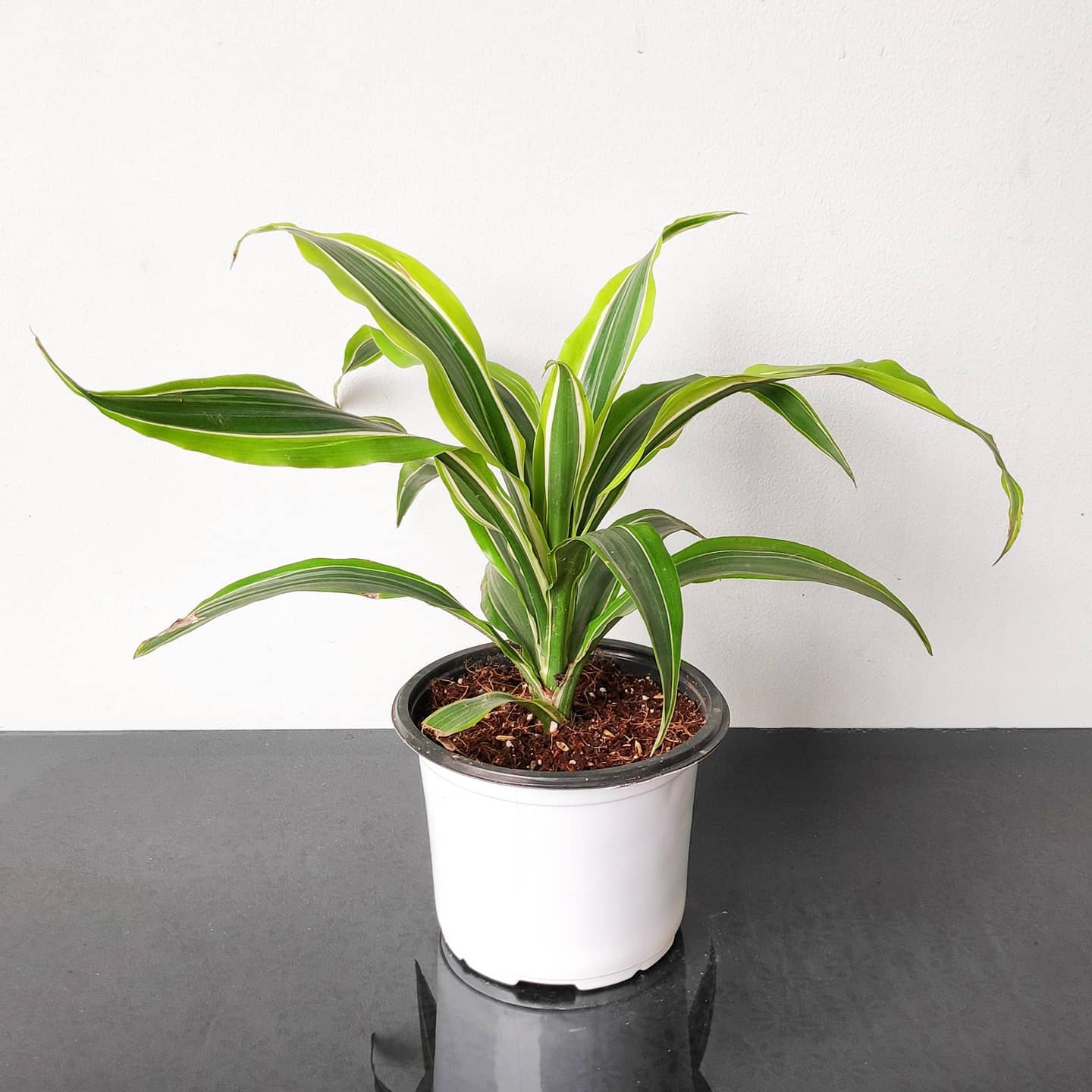 plant in bottle Dracaena