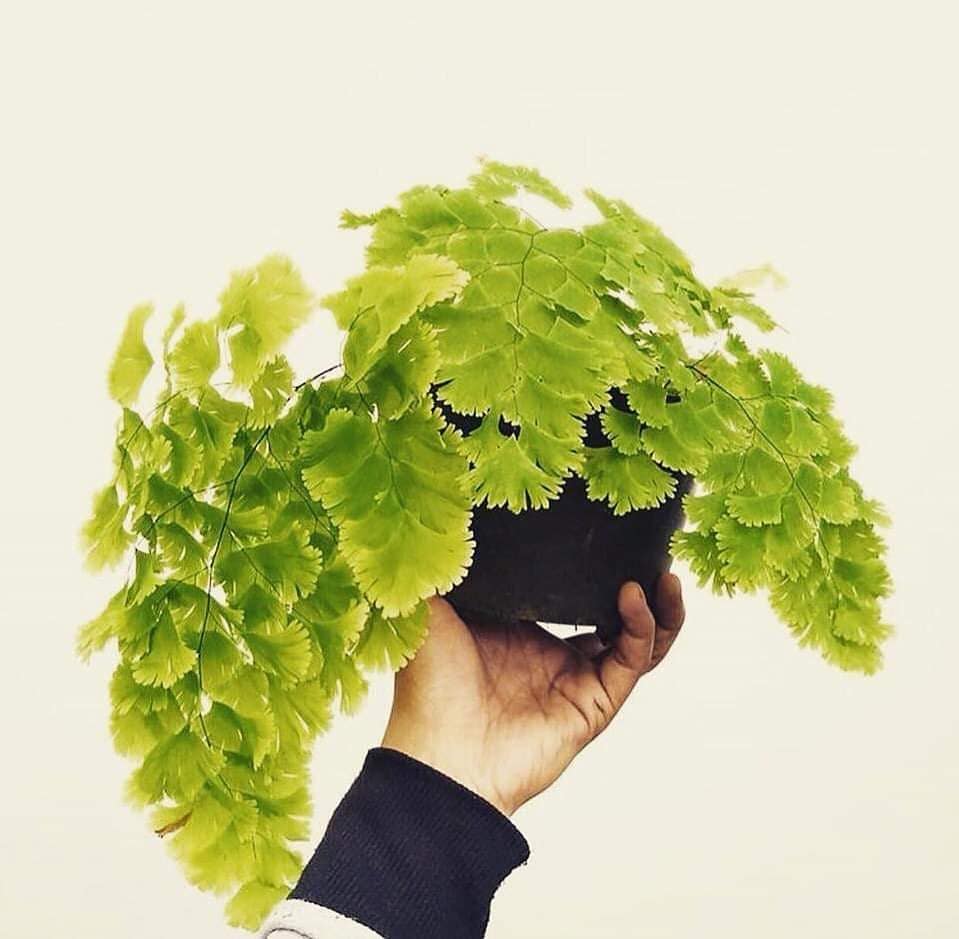 plant in bottle Miniature Ferns