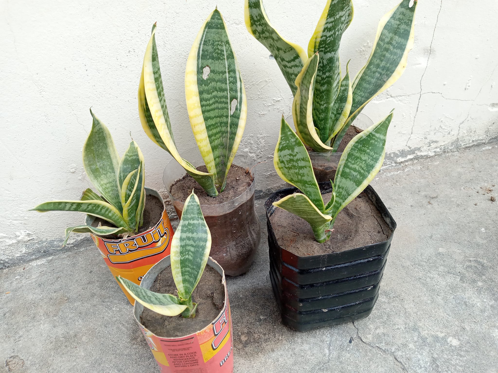 plant in bottle snake plant