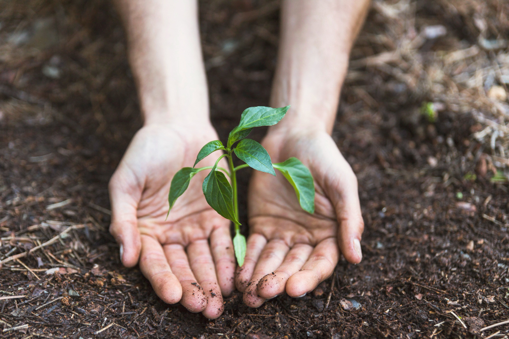 planting trees