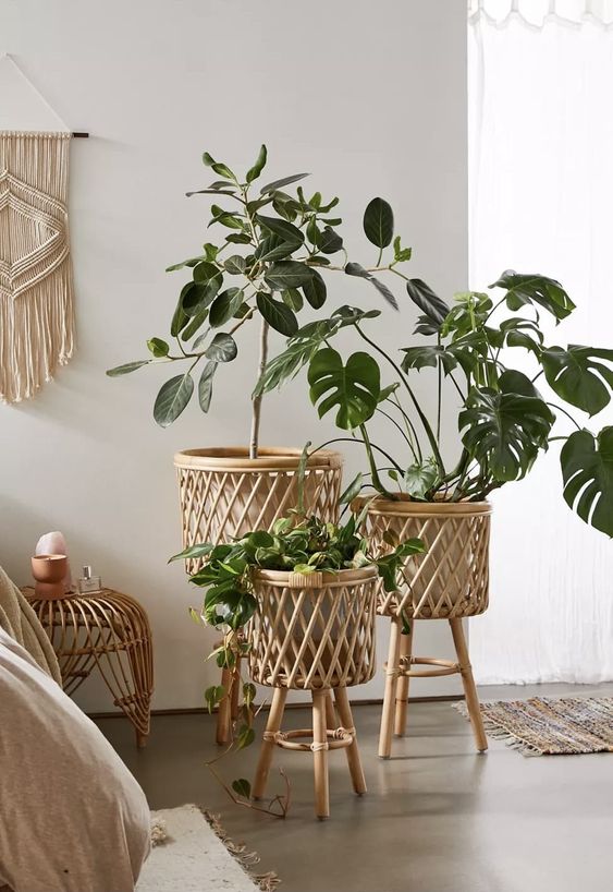 plant bedroom decor